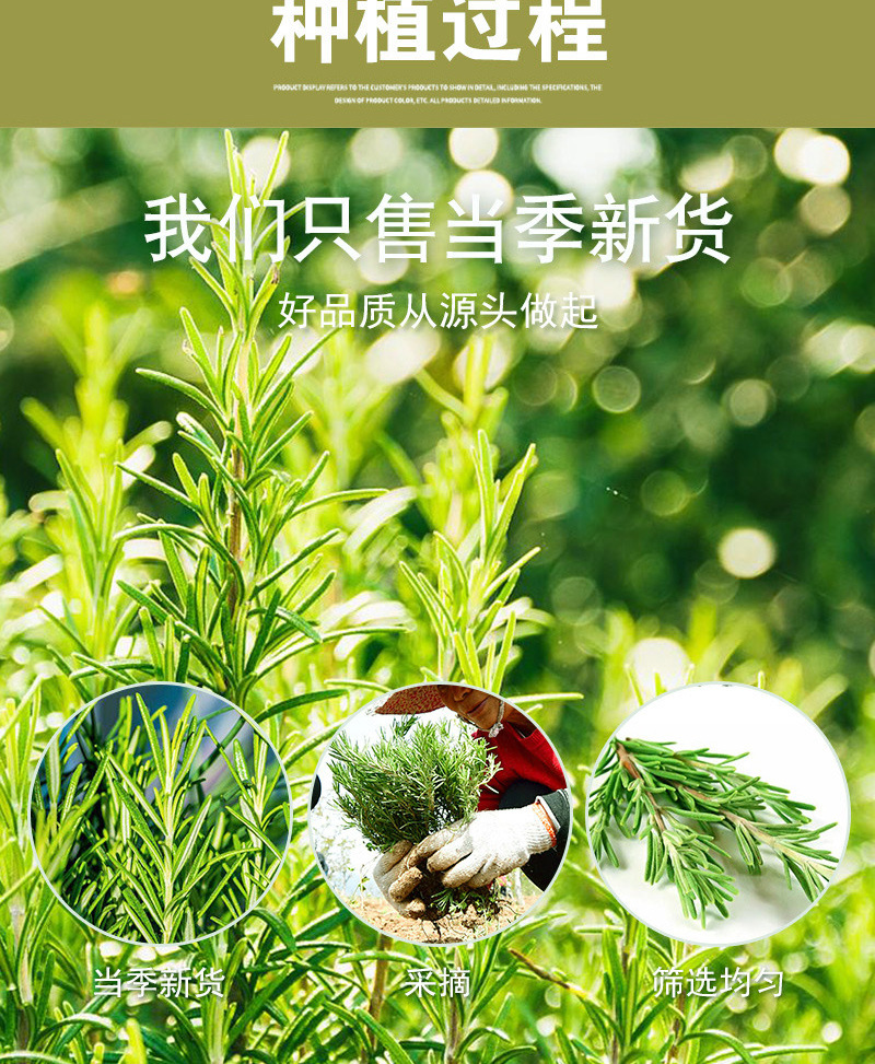 Rosemary (Rosmarinus officinalis) — Dried Food-Herb Flower Tea & Culinary Botanical, 500g in use