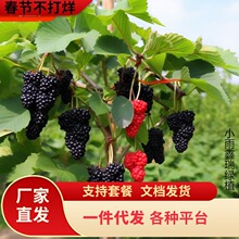 һ�����lɣ�ؘ��� ɣ���� �޽ӵ������ϱ����Nֲ���~ɣ���箔��Y