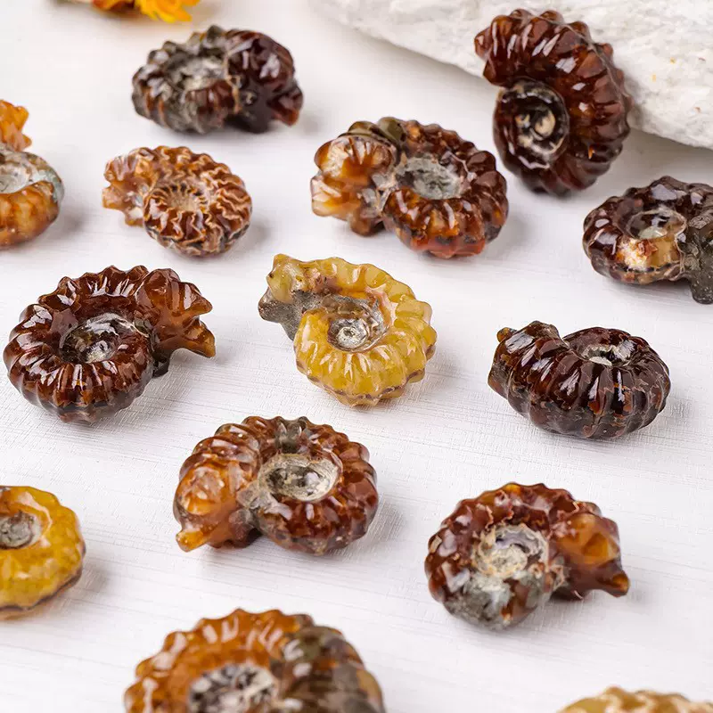 批发马达加斯加天然水晶羊角螺化石矿标科普教学海螺玉化家居摆件