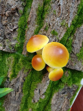 单只/束植物小蘑菇 苔藓微景观造景 园艺插摆件多头摆放花艺蘑菇