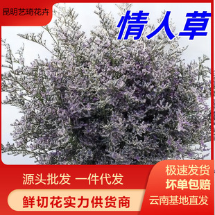 Lover's Grass, Fresh Flowers from Yunnan, Sold by the Pound, Valentine's Day Bouquets, Suitable for Home Use, Can Be Shipped on Behalf of Others, Free Shipping, Direct Supply, Freshly Cut