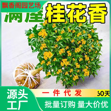 һ�����l�𻨘����ļ��𻨻����԰��¹�����������_������