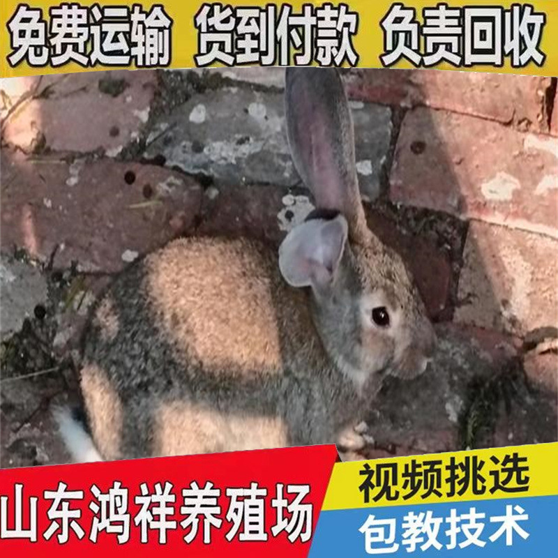 6f061d950a7b0208f5b144c424d9f2