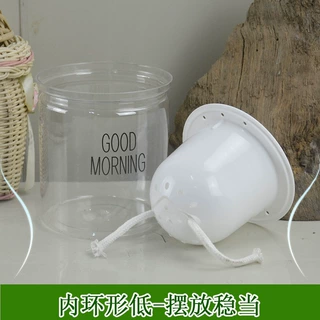 水培花盆透明PET 塑料带自吸水棉绳懒人定植蓝绿萝发财树富贵竹盆