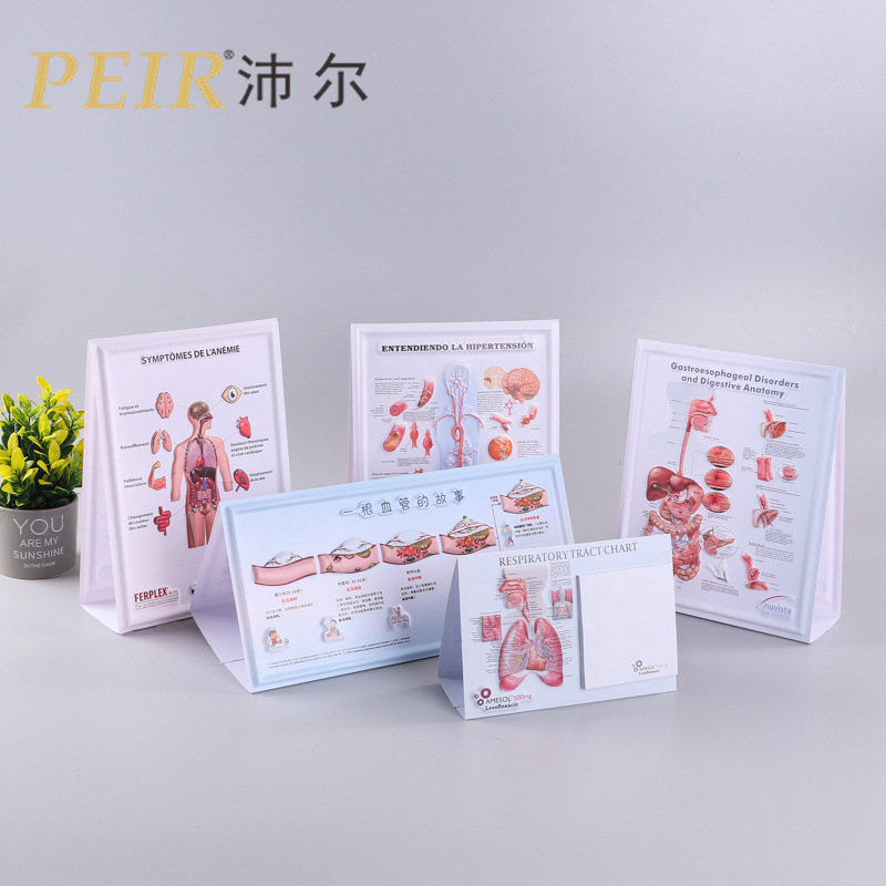 pvc立体吸塑画批发创意广告印logo人体解剖医学骨骼肌肉印刷挂图