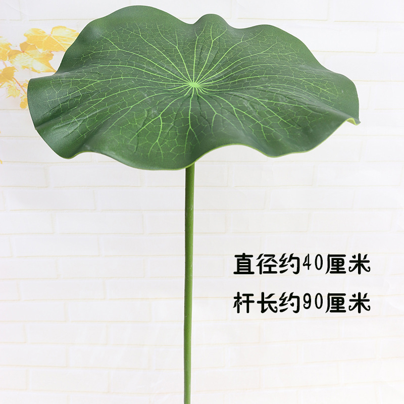 줄기 잎 직경 40cm