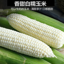 玉米种籽鲜食超甜水果玉米种孑白甜糯玉米种高产农家春季蔬菜种子