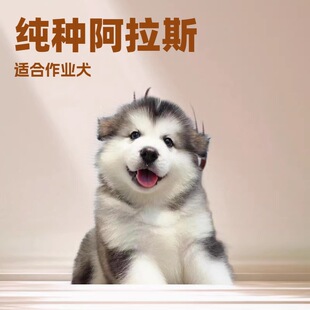 ����˹����Ȯ���N�ڼt��ɫ���Ҿ��Ͱ���˹��ѩ��Ȯ����С����