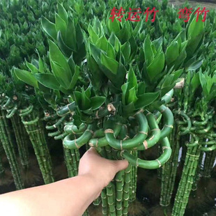 FD\ˮBˮֲ҃͏dؔ_\ӾGֲ