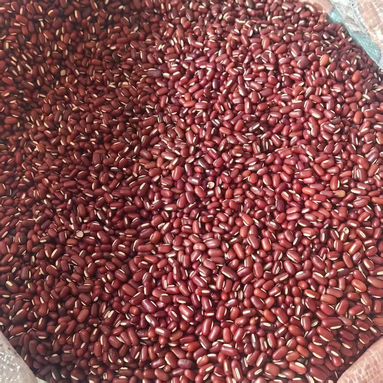 Adzuki Bean Chi Xiao Dou 500g Whole Dried Seeds Farm Grown Food Grade Grain quality and texture