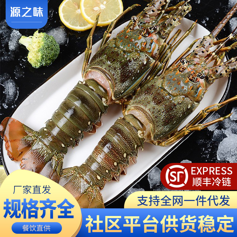 Aolong Seafood Qinglongzai Wild Small Qinglong Fresh Frozen Green Lobster Large Lobster Vietnamese Aquatic Products Commercial Wholesale