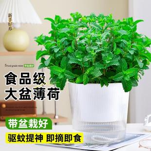 ��ʳ�ô��象�����Դ����҃���þGֲ؈�����~�Ե����ļ����ֲ��