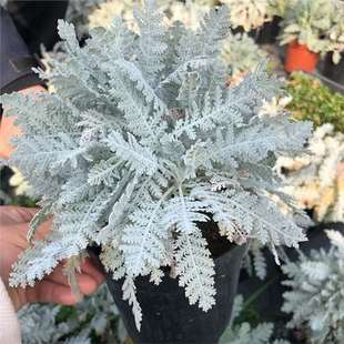 ِ܇���ٽz�y�~�����Ի���ѩ�¾ջ��@�^�~���Rֲ�ﳣ�G��ѩ���`