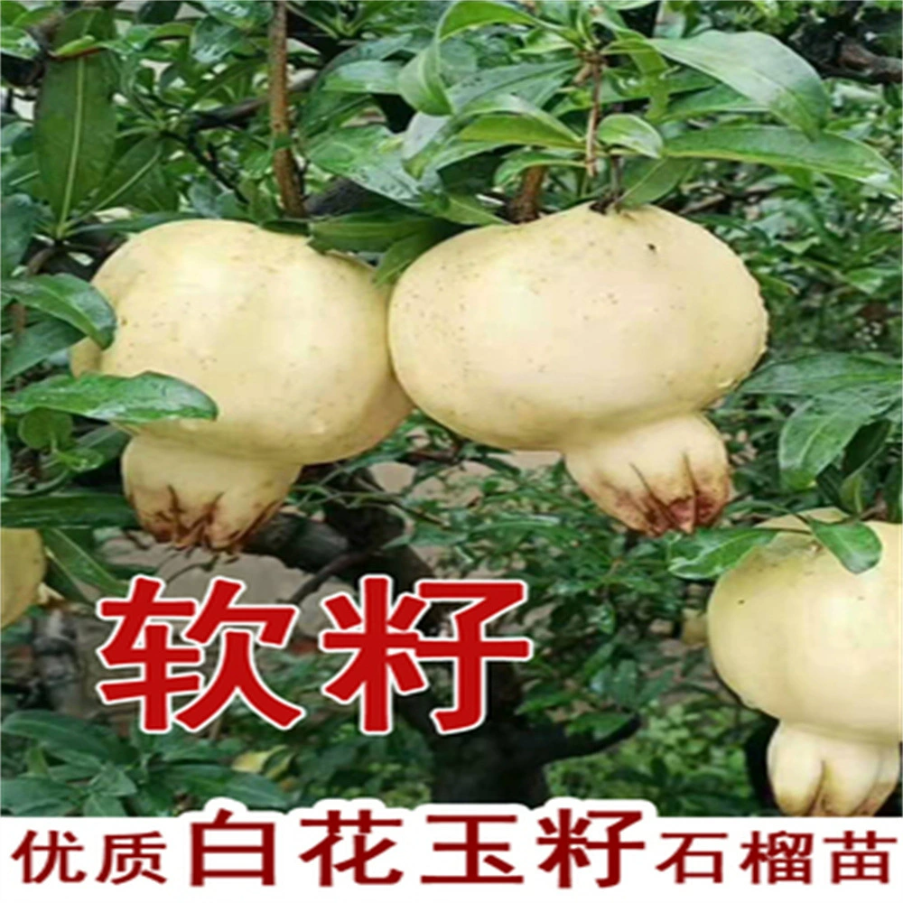 Саженцы гранатовых деревьев Тунис мягкие семена граната саженцы сад горшечный красный гранат Юг-Север посадка плодовых саженцев