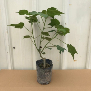 �ذ�����ܽ�ػ�����ľ�Ȼ�׃ɫľܽ���ϱ����ͺ�ͥԺ�̨�_��ֲ��