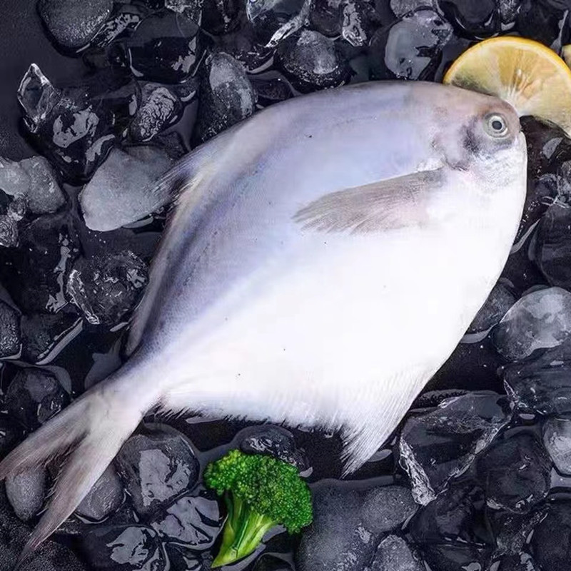 银鲳鱼净重1斤装无冰衣冷冻鱼 鲜冻源头批发每斤6-8条海鲜