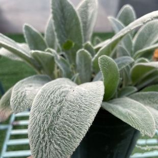 ��ëˮ�K���� �ɐ������ �M���yɫ�^�~ֲ�� ���RͥԺ������