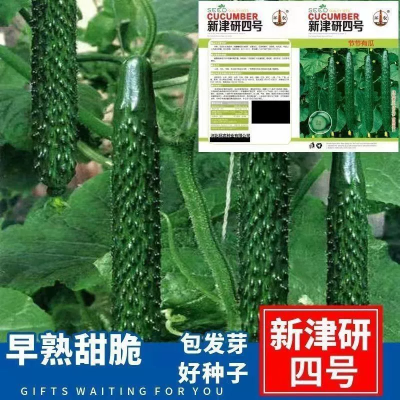 Высокоурожайные семена огурцов Термостойкий зеленый Совок Плотные семена огурцов Сад Четыре сезона Балкон Семена овощей