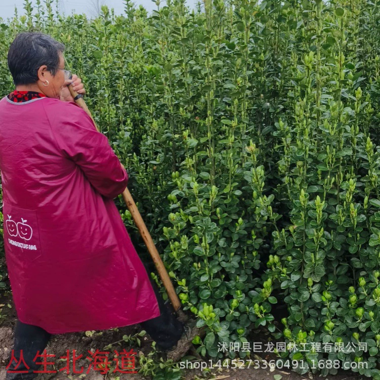 Зеленение рассады, уличных деревьев, живой изгороди, рассады крупнолистного самшита, рассады самшита Хоккайдо, вечнозеленых растений круглый год.