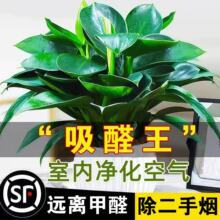 金钻盆栽绿萝室内水培植物大叶桌面净化空气除醛多肉发财树好养活