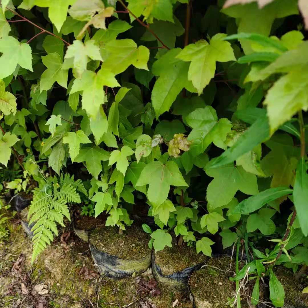 [Базовый опт] Саженцы Cinnamomum cupressinum производятся и продаются самостоятельно, саженцы Cinnamomum cupressinum для садового озеленения, саженцы в мешках для лесовосстановления