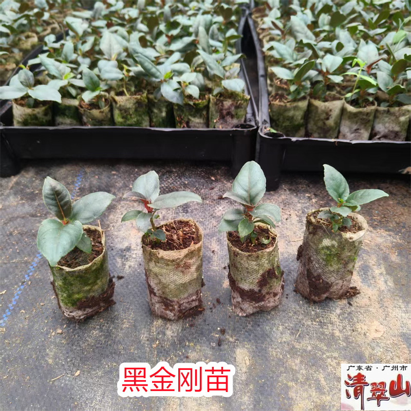 黑金刚橡皮树苗室内客厅观叶盆栽绿植庭院绿化树净化空气美观好养