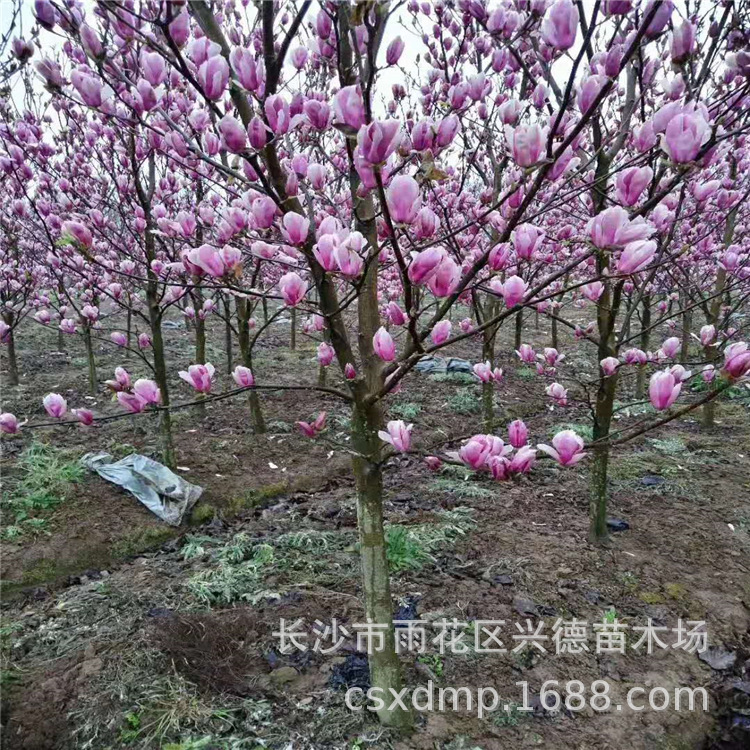 微信图片_20200304110542