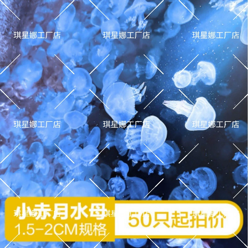 Медузы только для киосков оптом декоративные 3см10 медузы 0 декоративные нетоксичные живые медузы медузы 2