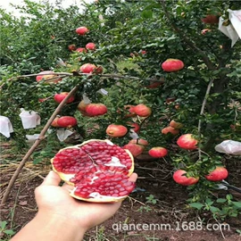 盆栽;种子;园林果树