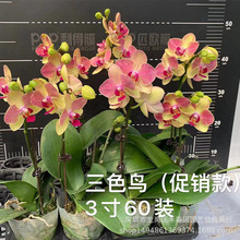 �����m���玧���������҃ȴ����Ի����ļ��_�����B�V�ݰl؛