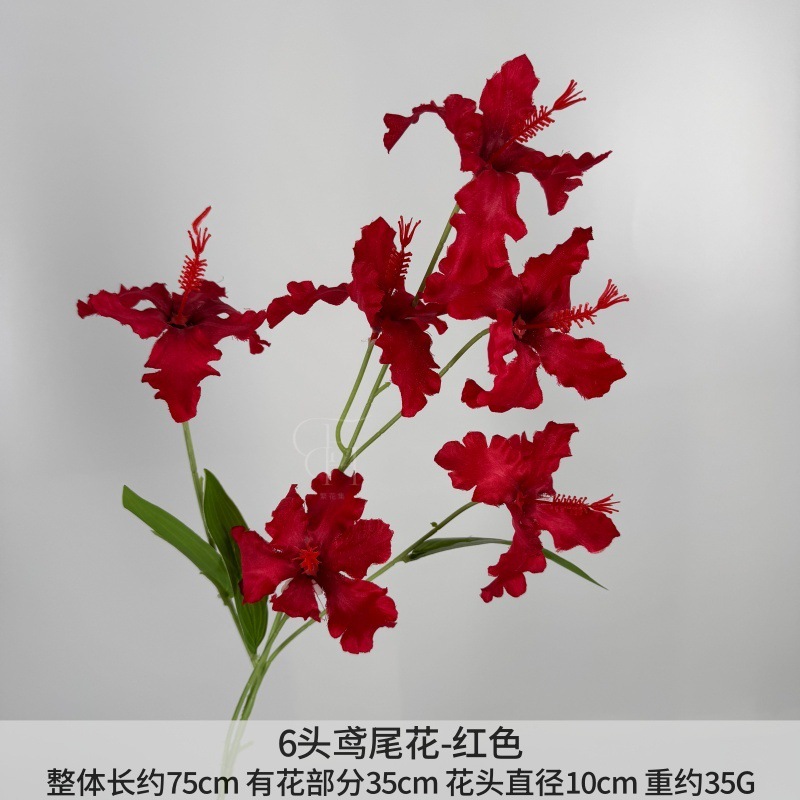 6 Iris