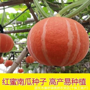 �t����ؐؐ�ϹϷN�Ѽt���ϹϷN�Ӵ��＾����Ŵ�ļ��߲˷N��