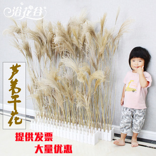 Reed Dried Flowers Blossom Grass Big Ear Long Branch Living Room Floor Decoration Wedding Shooting Props Window Back Scene