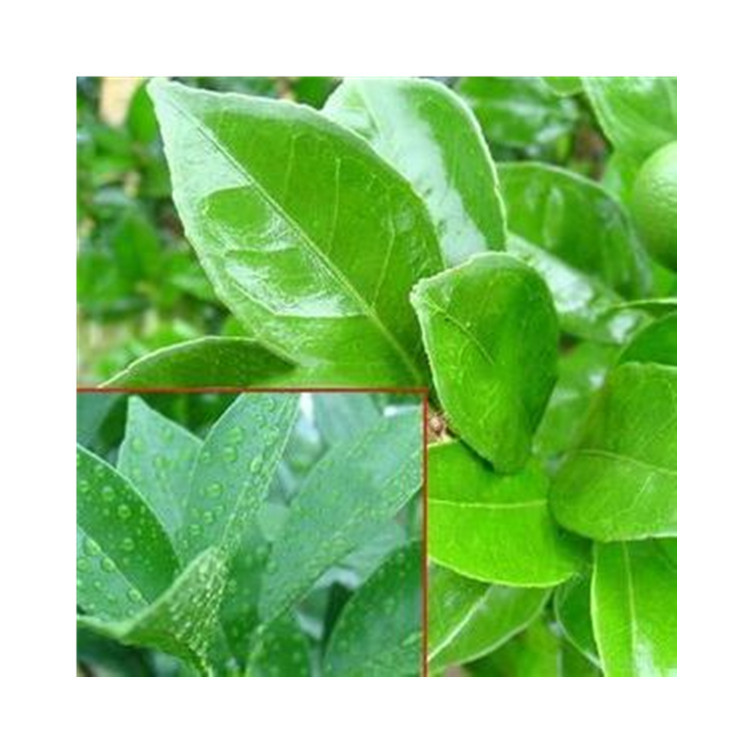 农用有机硅助剂 农用增效剂 展着剂 农药增效剂 厂家直供