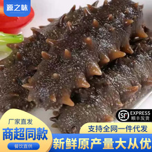 海参即食冷冻辽参干货海生叁刺参礼盒250g特价单个装海鲜商用批发