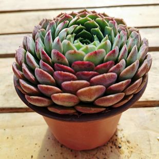 Cinnabar Moles Lotus Seat Succulent Plant Old Pile Indoor Balcony Flower Green Plant Potted Bonsai Group Lucy Zhao Zhou