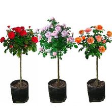 多色特大月季花棒棒糖树桩月季老桩玫瑰花浓香四季庭院开花盆栽苗