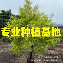 ����ǧ�ӽ��S���������l �����е����Sǧ�� �㽭��1���S��������