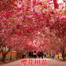 日本四季樱花树苗花卉矮化微型盆景绿植物室内外开花樱花盆栽包邮