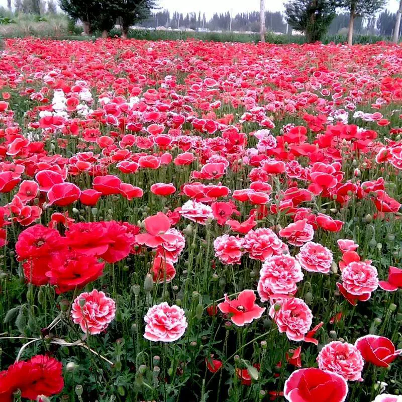 Смешанные семена мака, семена двуцветкового цветка примулы, цветущие в любое время года, уличные морозостойкие семена цветов.