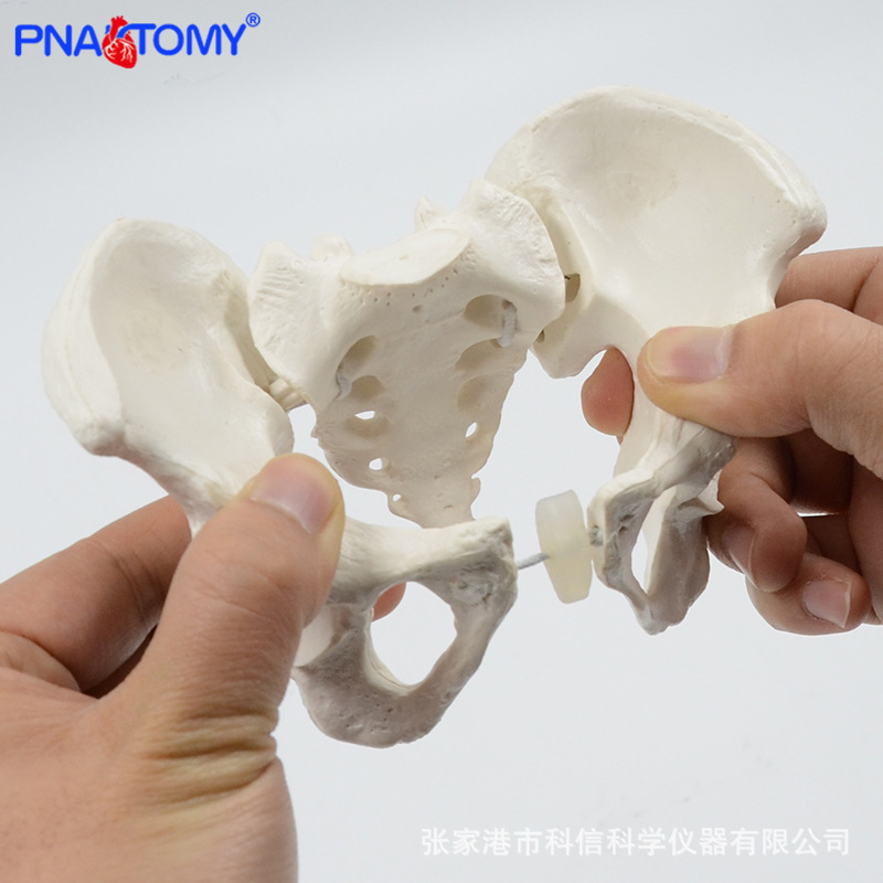 Mini movable pelvis model sacrum hip pelvis flexible rotating human skeleton anatomy rehabilitation teaching aids Mini movable pelvis model sacrum hip pelvis flexible rotating human skeleton anatomy rehabilitation teaching aids