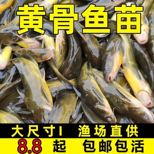 �S���~�簺���~�S�����~���S��~�絭ˮ�Bֳʳ�û��w�SѾ�^�S����