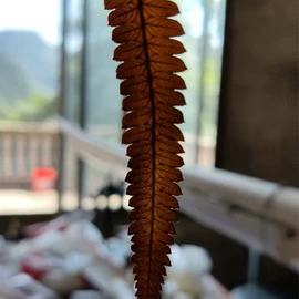 植物工艺品;树脂工艺品