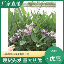 ��ľ�������lˮ��ֲ�� ������  ˮ���� ˮɏ��  ��ؾG����Խ��