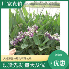 苗木基地批发水生植物 再力花  水竹芋 水莲蕉  湿地绿化可越冬
