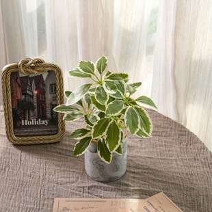 С8�^����ľ�ٻ�INS�L���滨�S�ҼҾ��b羳��c���lCL41017