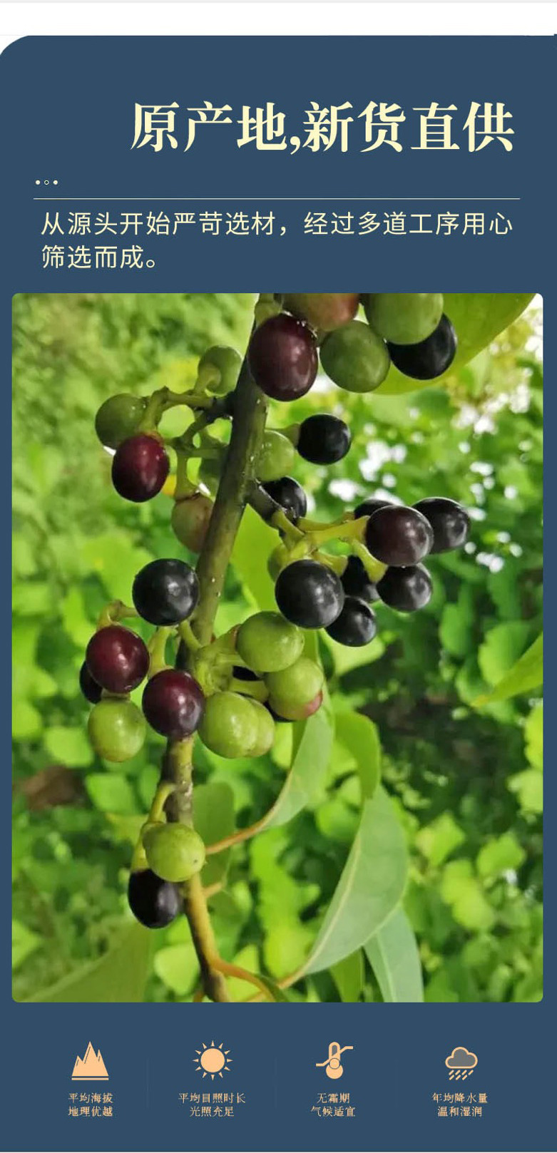 Bi Cheng Qie / Litsea Cubeba Fruit (山苍子) — Dried Food Herb, 500g quality and texture