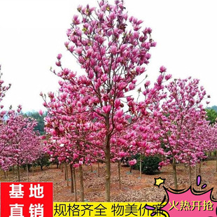 Dropshipping Large Garden Magnolia Saplings Red Magnolia White Magnolia Saplings Potted Greening Saplings Landscape Trees