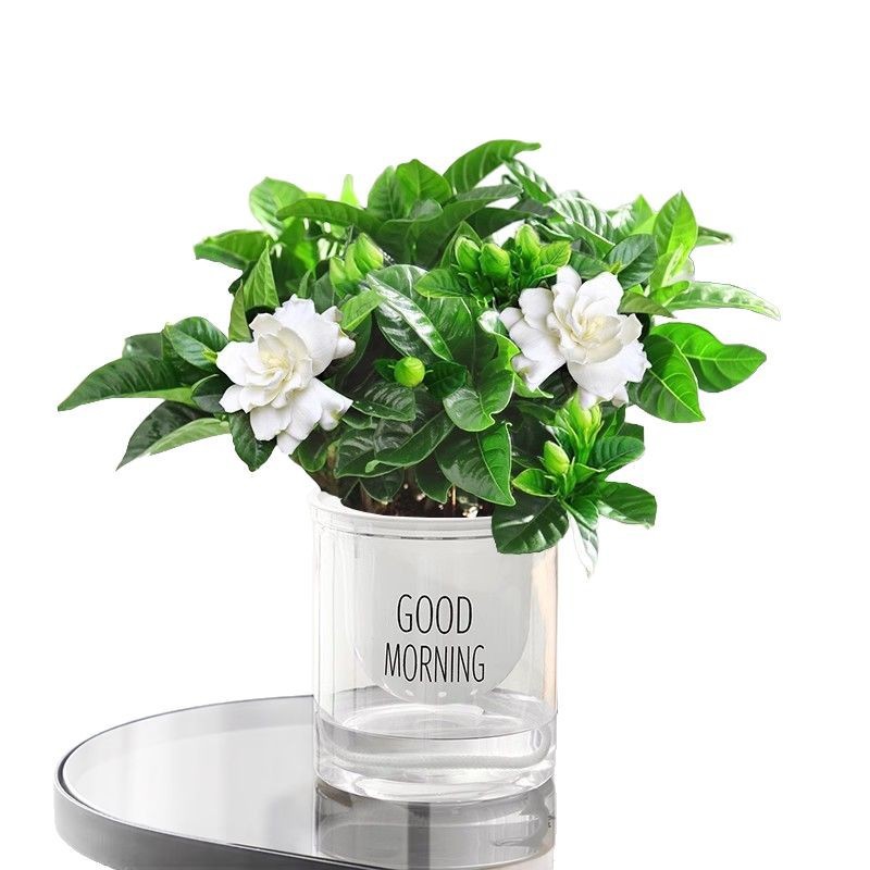 [핫팟 추천] 부티크 160#싹이 있는 큰 치자나무(원래 화분 흙) + 영양액 2팩