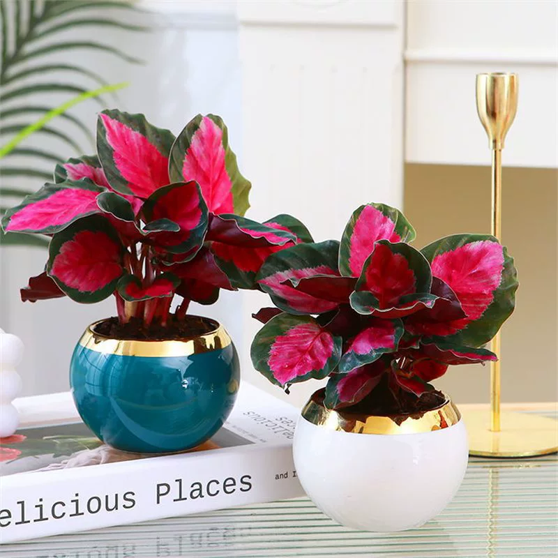 Иракская богиня розы arrowot Net красный северный Европейский ветер Зеленые Растения горшечные растения домашний офис Рабочий стол хорошие растения